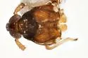 Pissonotus dentatus - photo 2