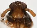 Pissonotus dentatus - photo 3