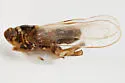 Pissonotus dentatus - photo 4