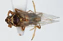 Pissonotus dentatus - photo 5