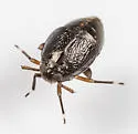 Pissonotus divergens