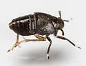 Pissonotus divergens - photo 2