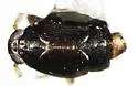 Pissonotus divergens - photo 3