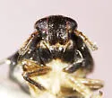 Pissonotus divergens - photo 4