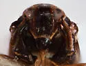Pissonotus divergens - photo 5
