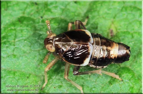 Pissonotus dorsalis