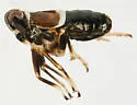 Pissonotus festucae