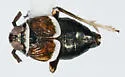 Pissonotus festucae - photo 2