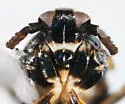 Pissonotus festucae - photo 3