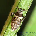 Pissonotus flabellatus