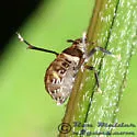 Pissonotus flabellatus - photo 2