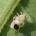 Pissonotus flabellatus - photo 3