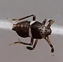 Pissonotus flabellatus - photo 4