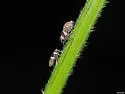 Pissonotus flabellatus - photo 5