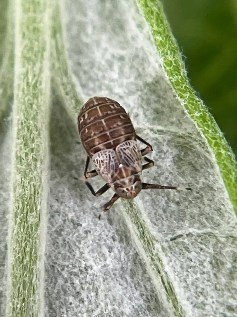 Pissonotus frontalis - photo 2