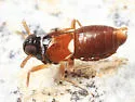 Pissonotus guttatus