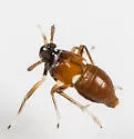 Pissonotus guttatus - photo 2