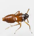 Pissonotus guttatus - photo 3