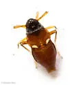 Pissonotus guttatus - photo 4
