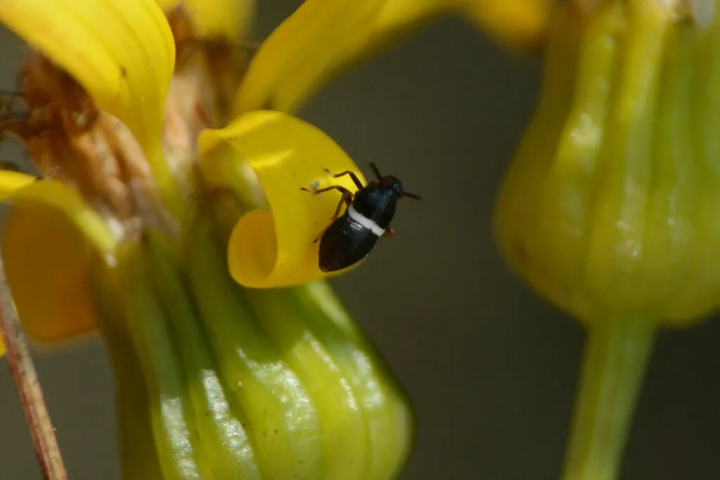 Pissonotus lactofascius - photo 2
