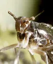 Pissonotus marginatus