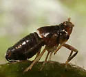 Pissonotus marginatus - photo 2
