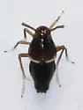 Pissonotus marginatus - photo 3