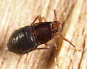 Pissonotus marginatus - photo 4