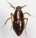 Pissonotus marginatus - photo 5