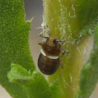 Pissonotus melanurus - photo 2