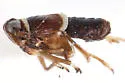 Pissonotus merides