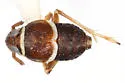 Pissonotus merides - photo 2