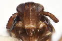 Pissonotus merides - photo 3