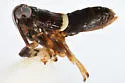 Pissonotus minutus