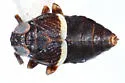 Pissonotus minutus - photo 2