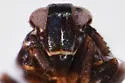 Pissonotus minutus - photo 3