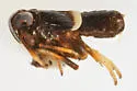 Pissonotus minutus - photo 4