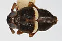 Pissonotus minutus - photo 5