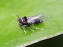 Pissonotus muiri