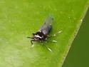 Pissonotus muiri - photo 2