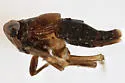 Pissonotus niger