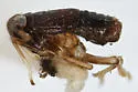 Pissonotus nigriculus