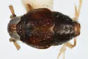 Pissonotus nigriculus - photo 2