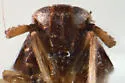 Pissonotus nigriculus - photo 3
