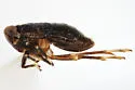 Pissonotus nigriculus - photo 4
