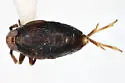 Pissonotus nigriculus - photo 5
