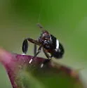 Pissonotus nitens - photo 4