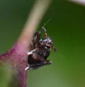 Pissonotus nitens - photo 5