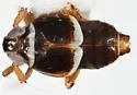Pissonotus paludosus - photo 2