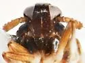 Pissonotus paludosus - photo 3
